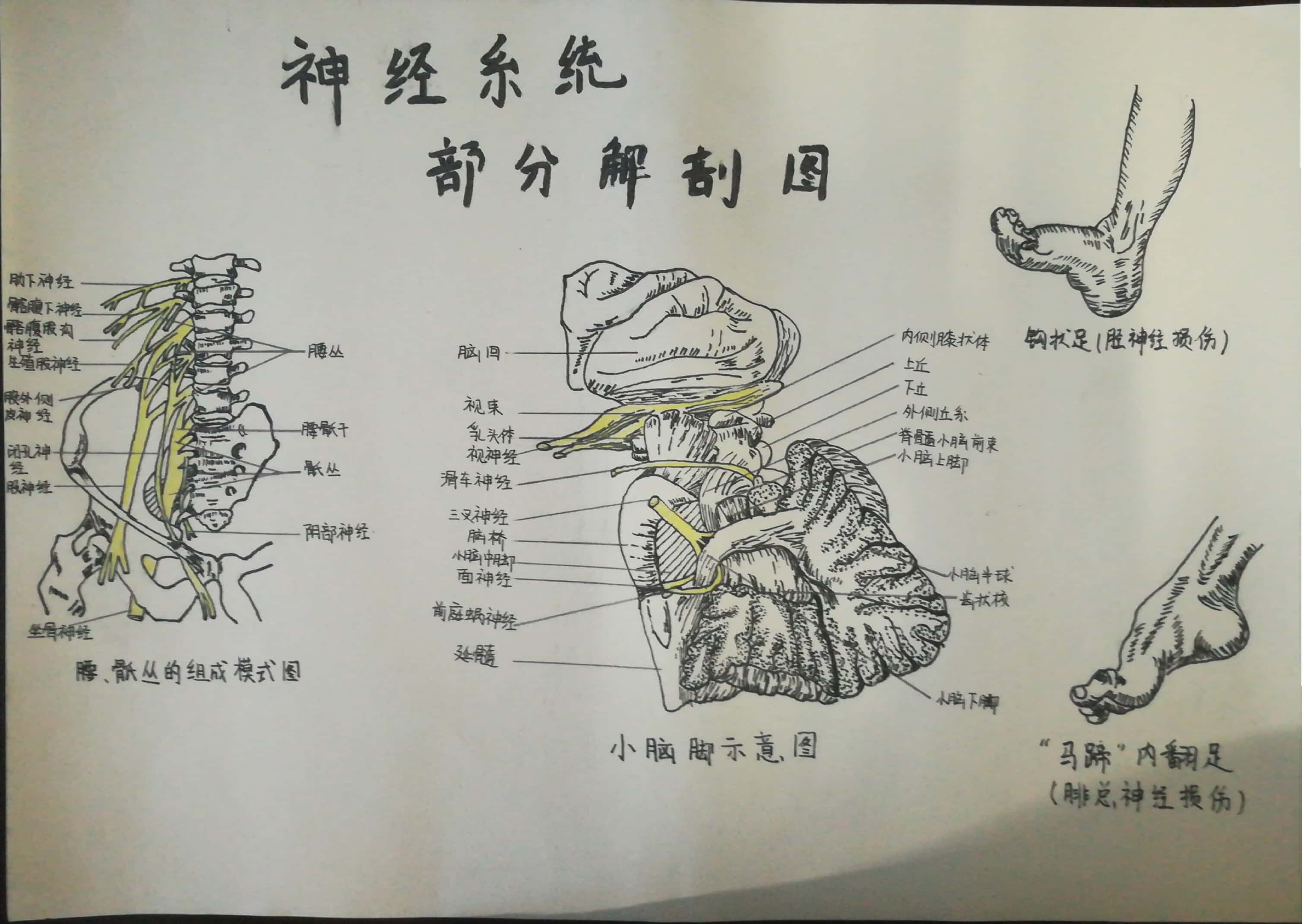 医学院举办第二届医学生解剖绘图大赛